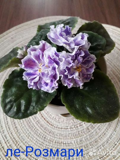 Детки сортовых фиалок