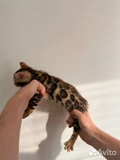 Бенгальская