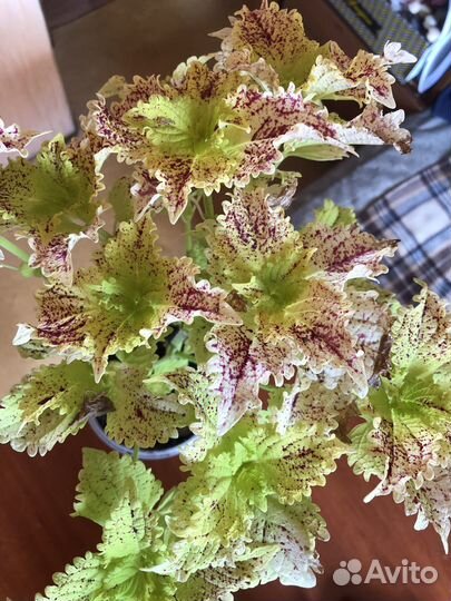 Колеус сортовый