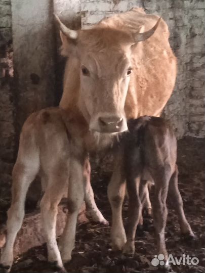 Корова с теленком