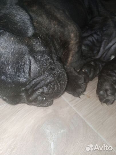 Французкий бульдог