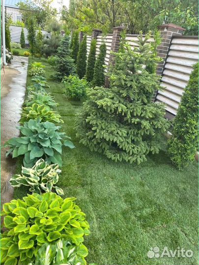 Рулонный газон, укладка под ключ, продажа