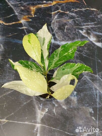 Редкость.Цетарексиллум вариегатный, ароматный