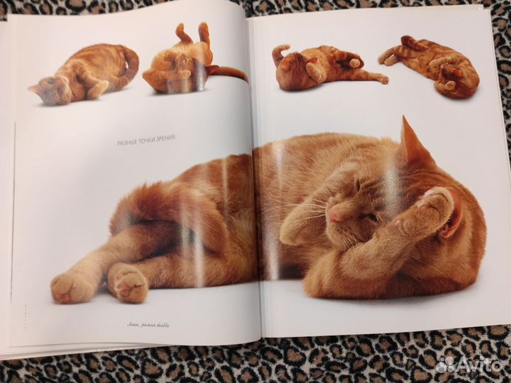Книга о кошках