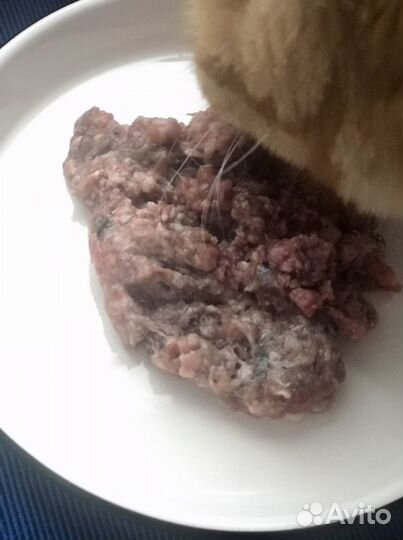Фарш для кошек