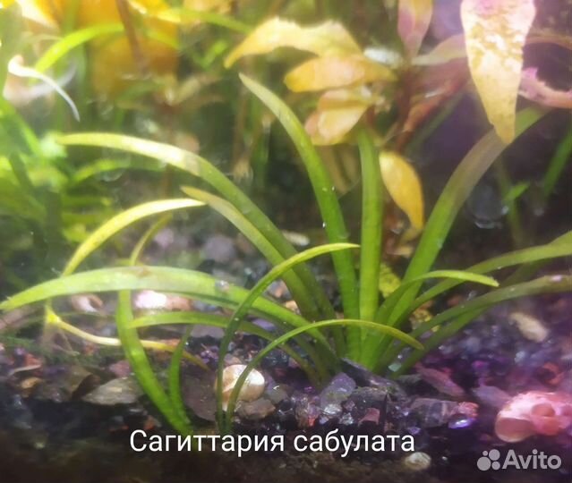 Почвопокровные растения