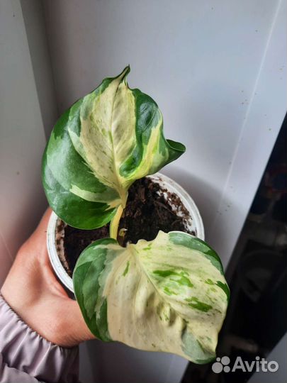 Сциндапсус