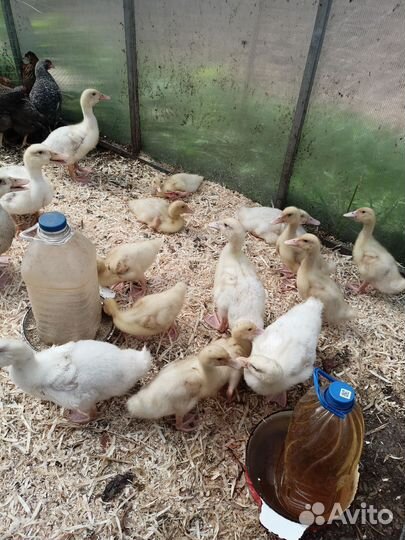 Утята, цыплята