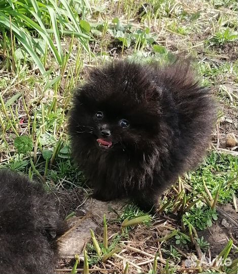 Померанский шпиц