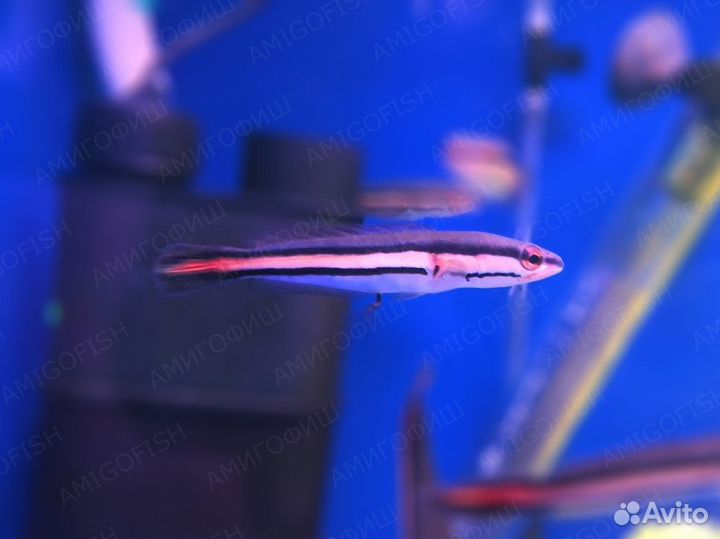 Змееголов краснополосый или красный (Channa micro