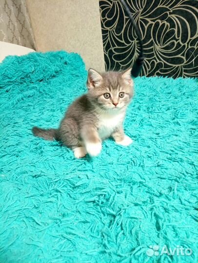 Котенок бесплатно