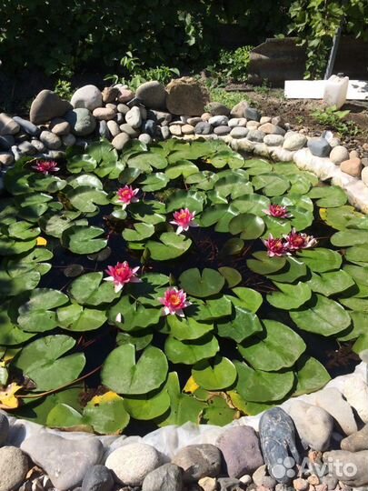 Кувшинки для пруда