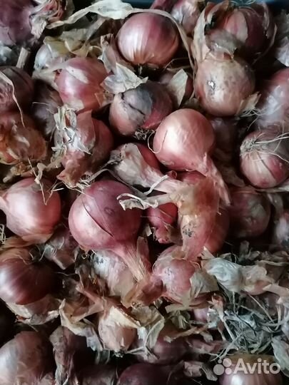 Лук семейный, чеснок