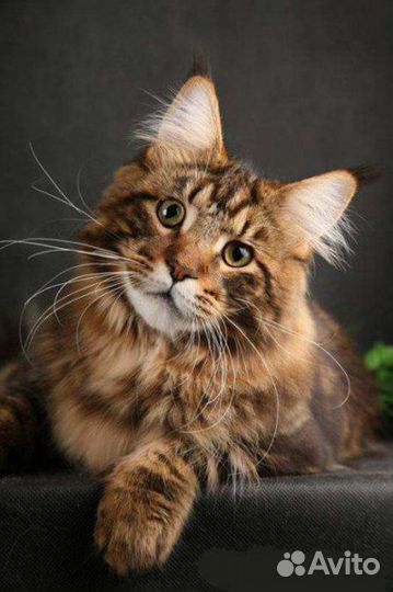 Передержка грызунов, кошек