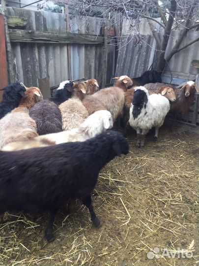 Овцы Матки котные