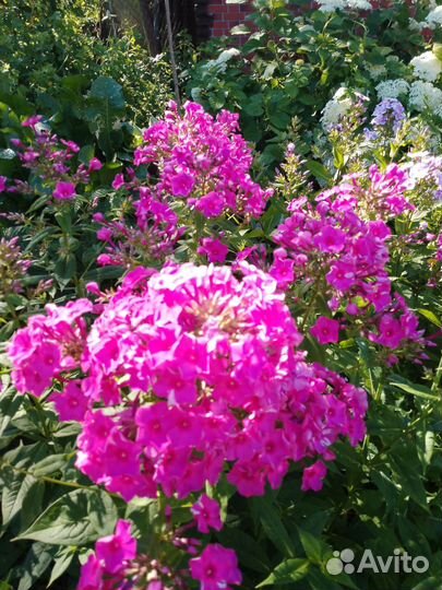 Флоксы, монарда, ромашки