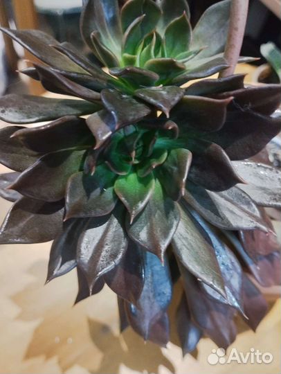 Суккуленты