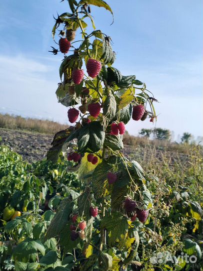 Малина саженцы, рассада
