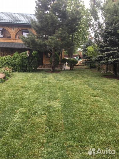 Укладка газона элитный