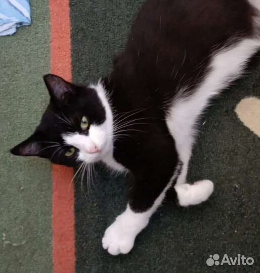 Кошечка подросток ищет дом