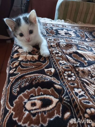 Кошечка и котик