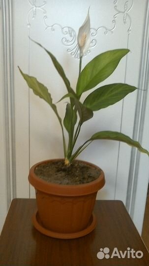 Цветок спатифиллум