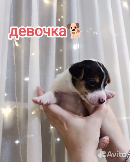 Щенки Джек Рассел терьер