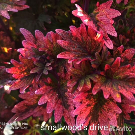 Колеусы.Часть 7