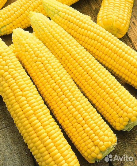 Кукуруза