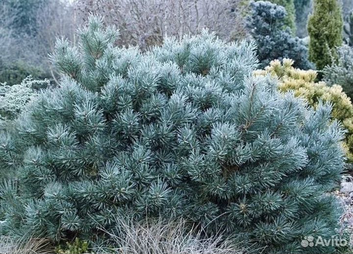 Сосна крымская морозоустойчивая