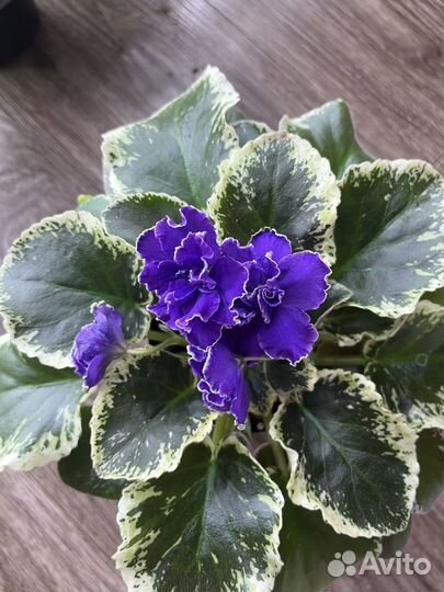 Сортовые фиалки