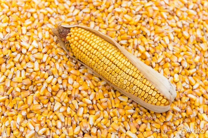 Кукуруза