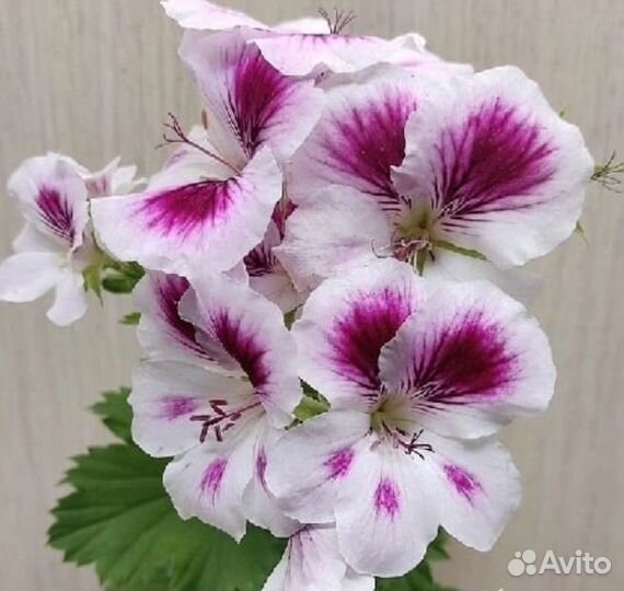 Королевская пеларгония