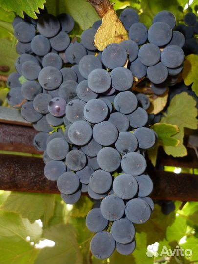 Виноград