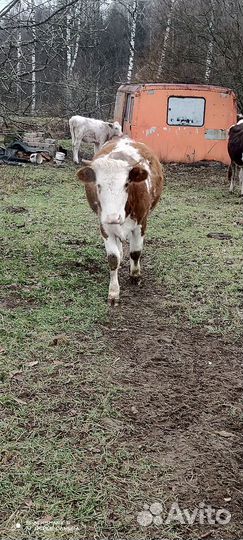 Корова стельная