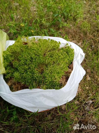 Мох сфагнум живой