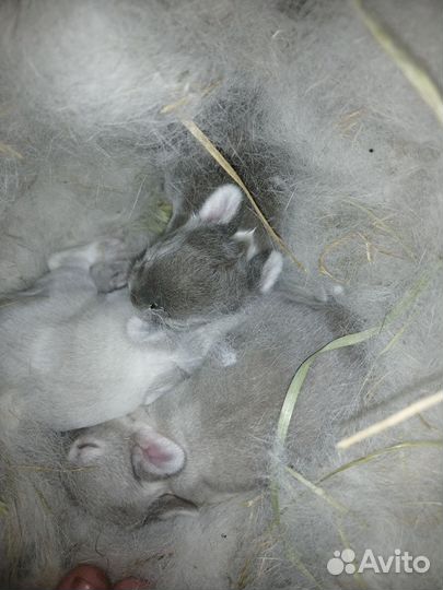 Кролик карлик