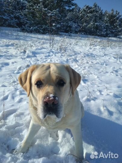Лабрадор вязка