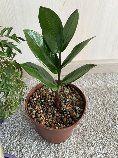 Набор комнатных растений