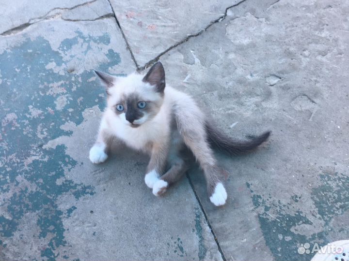 Кошка в дар