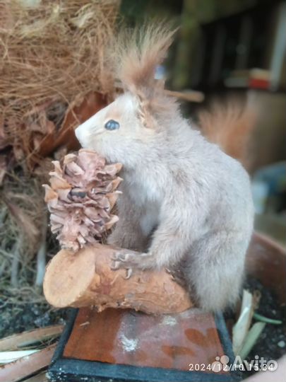 Чучело белки