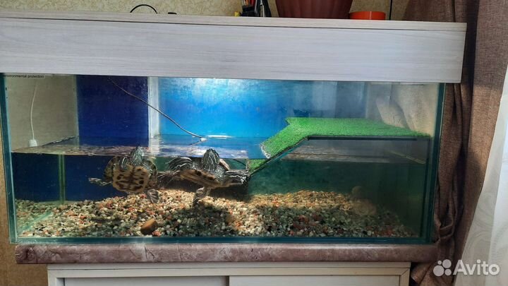 Аквариум с черепахами