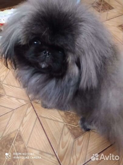 Пекинес. Вязка