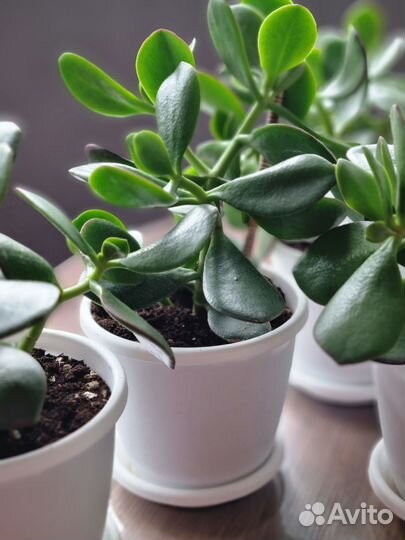 Денежное дерево толстянка крассула