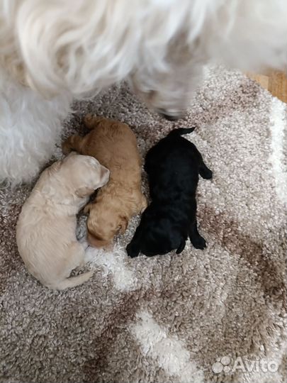 Карликовый пудель