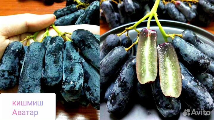 Саженцы винограда