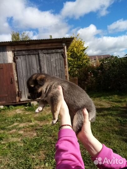Отдам в добрые руки щенков
