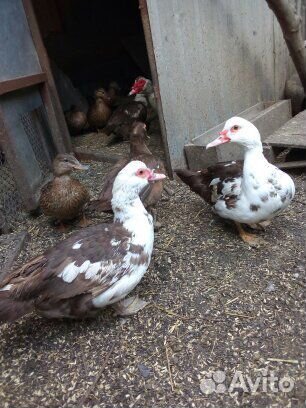 Мясо домашнее уток, кроликов, гусей