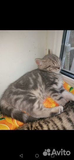 Шотландские котята