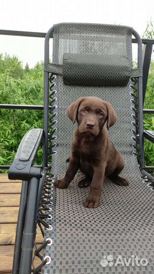 Шоколадные щенки лабрадора